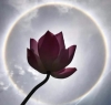 Tin lời Phật dạy giúp ta chuyển hóa nỗi khổ niềm đau bằng chánh tín nhân quả