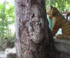 Sự thật về 'Phật hiện hình trên gốc cây' Miếu Bà Long Nữ ở Khánh Hòa