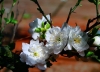 Hoa Mai trắng