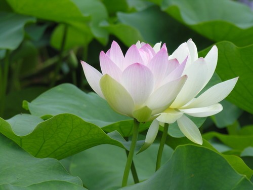 8 đặc tính của loài hoa “đỡ bàn chân” đức Phật