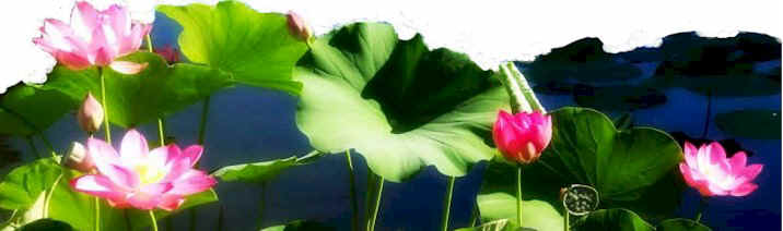 lotuses2.jpg