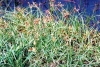 Cây cỏ gấu: Những cây thuốc - vị thuốc phòng và trị bệnh (tt)