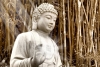 An trú thiền động