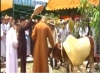 Kỳ lạ chuyện quy y cửa Phật cho… bò ở Sài Gòn