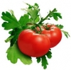 Ăn nhiều cà chua có thể làm giảm nguy cơ đột quỵ