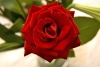 Hoa hồng cài áo mẹ