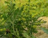 Cây Thanh Hao hoa vàng: Những cây thuốc - vị thuốc phòng và trị bệnh (tt)