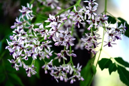 Hoa Xoan - Phật giáo A Lưới Hoa Xoan - Phật Giáo A Lưới