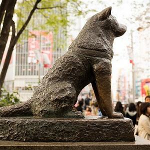 Achiko The Most Loyal Dog in History (Ảnh: Japanese Times)