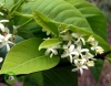 Cây Mức hoa trắng: Những cây thuốc - vị thuốc phòng và trị bệnh (tt)