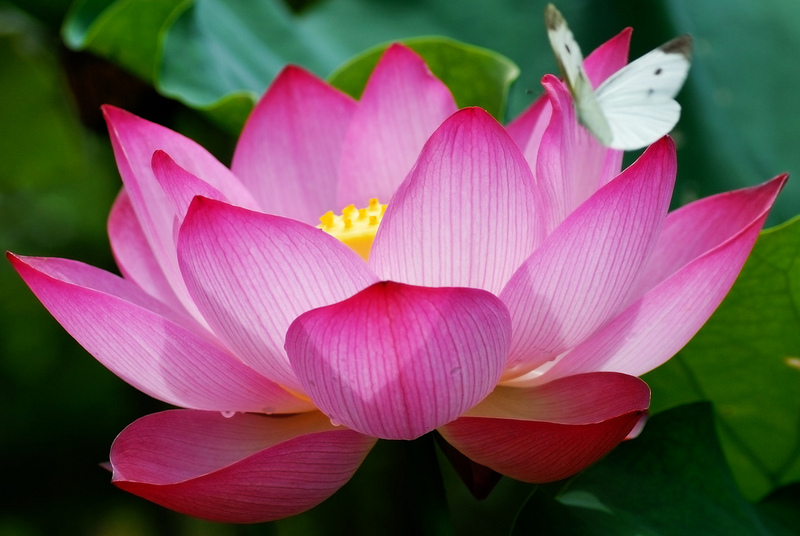 Luận về Bồ đề tâm